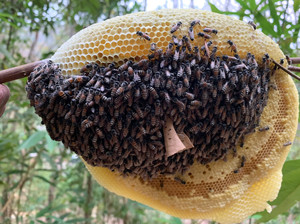 云南蜜蜂种类图片图片