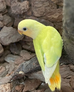 金头奥桂闪牡丹鹦鹉 活鸟体宠物中型鹦鹉说话能力强带标亲人识