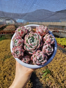 加勒比海蓝,云南精品多肉,一物一拍,冠幅参考160盆