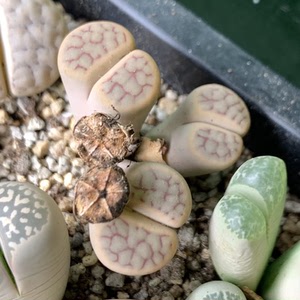 线纹招福玉3头生石花