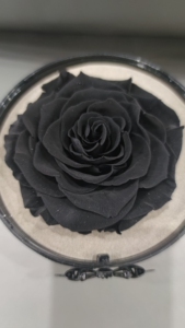 roseonly 永生花 黑色大丽花 绝版