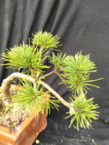 日本九重金针大阪松!嫁接!盆养好多年!4-5年!实物拍摄!