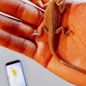 鬃师蜥爬行宠物鬃shi超白红系