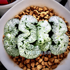 极品巨大型玉扇,白底绿纹m型叶片现在叶宽5.3公分,一物一拍