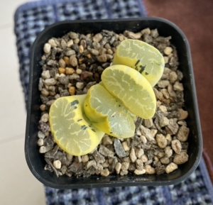 【北斋玉扇锦糊斑锦极上斑一物一拍】下单前请询问是否还在,关注