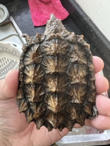 极品黄金甲大鳄龟 8cm 喜欢的来