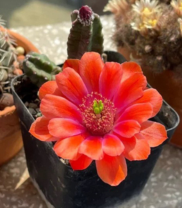 桃太郎仙人球 多头群生软体仙人柱 开大花 满20包邮 偏远不