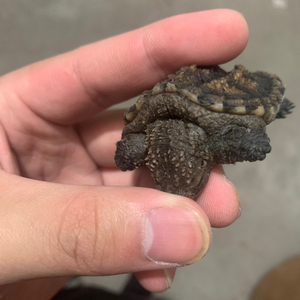 佛鳄龟纯佛极品