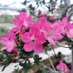 【筑峰】——日本皋月杜鹃原生苗深山雾岛系