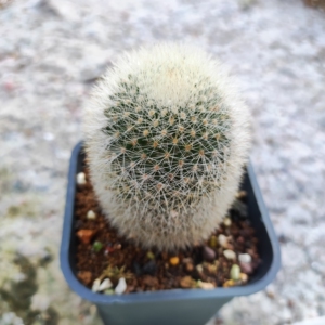 实生白美人仙人球