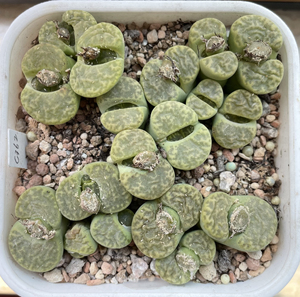 c362黄鸣玄多头母本生石花