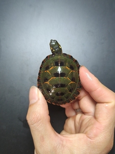 杂锦龟,东西杂单边连头纹红纹红腹全品5.2厘米.东锦西锦南锦