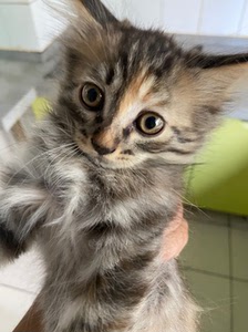 狸花猫幼猫领养
