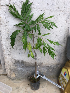 看叶(无核龙眼和其