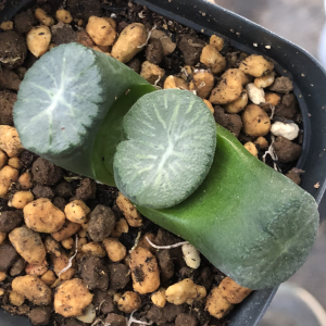 【南阿星万象】南阿星万象品牌,价格 - 阿里巴巴