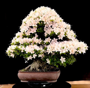 晃山日本进口皋月杜鹃……高70盆长40冠72根盘30主干16