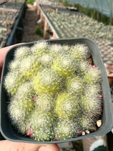 700人付款淘宝银蝶丸仙人球 群生多肉植物开花