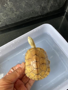 极品黄喉小青,超黄头类牙,无眼线天使眼,皖喉招财龟,合法人工