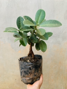 榕树吸水石上水石植物四季常绿室内好养植物办公室盆栽云南大叶榕