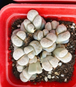 生石花美熏玉群185