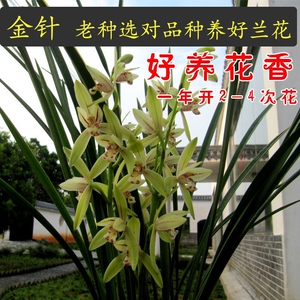 建兰四季兰金针