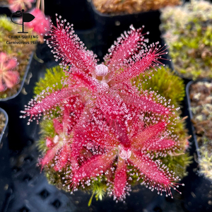 00章家三少1995淘宝食虫植物-格拉莫哥茅膏菜【香花茅膏菜稀有品种