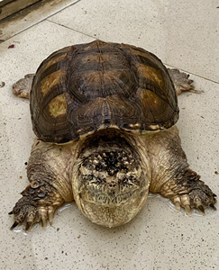 (鲨)巨头留种极品母佛野佛后白佛鳄龟超级宽厚度牛逼头比例好刺