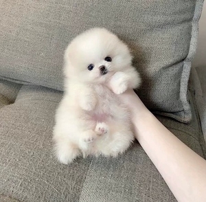 博美犬 球形俊杰犬 纯白无杂毛 小体狗 茶杯犬