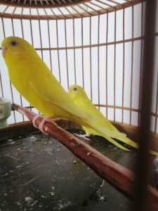 虎皮鹦鹉黄红眼