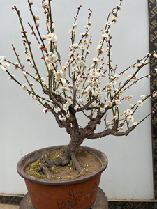 原生矮霸精品盆景桩龙游梅梅花,桩型漂亮.