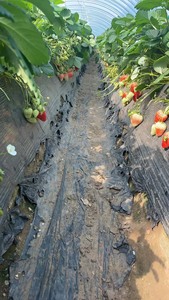 草莓生产苗 有红玉 宁玉 隋珠 天仙醉 粉玉 越秀 妙七 梦