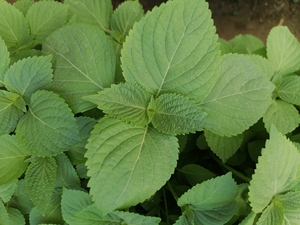 苏子叶苏子苗紫苏绿苏苏子叶苗盆栽新鲜