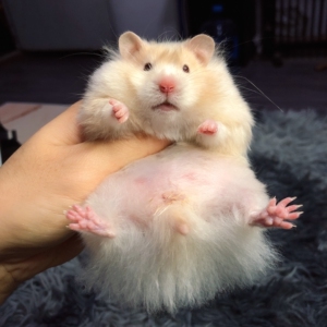 【大王家】金丝熊,直毛亮毛蜜色波利纹蜜波mm