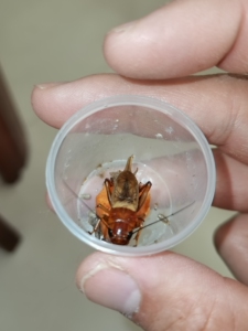 给u路人淘宝鸣虫宠物,蟋蟀,双斑蟋蟀又叫画境,是鸣叫和打斗结合的