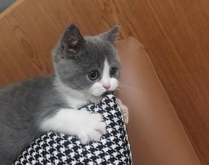 蓝白小幼猫出售自家繁殖纯种蓝白幼崽,公母都有,两个月多月大.