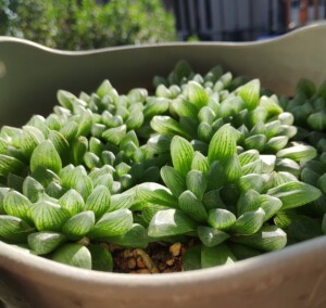 雪花玉露一物一拍