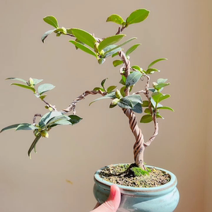 日本茶梅盆景 寒椿 出云大社 小品红花盆栽植物 总高31