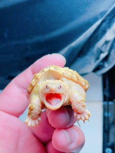 黄化鳄龟黄化佛白化鳄龟变异鳄龟大鳄龟中美鳄龟