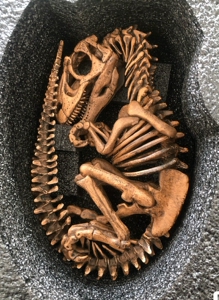 佛系收rebor 万圣节特典 异特龙化石骨架恐龙蛋,预算80