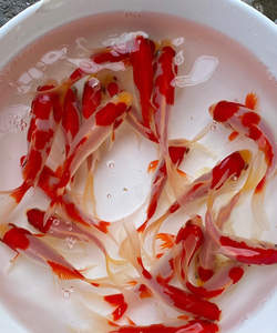 00m724798521淘宝观赏鱼活体饲料鱼锦鲤活体草金鱼