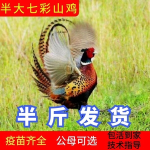 纯种七彩山鸡苗 孔雀蓝山鸡活苗 脱温七彩山鸡活体苗 下蛋鸡小