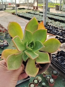 富贵法师 镜狮子法师 出状态黄里透红单颗16打包36颗打包3