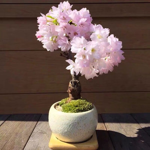 老桩日本樱花树苗花卉盆栽矮化盆景绿植物室内外四季开花不断好养