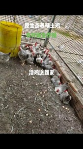 活鸡散养鸡走地鸡配送深圳、东莞、广州、珠海、佛山、惠州，三小