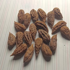 156东北野生秋子核桃异形20颗.特殊商品售后无质量问题不退