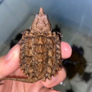 2021年进口大鳄苗极品严全前来挑选关联变异大鳄佛鳄中美鳄龟