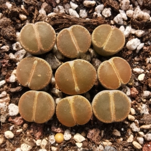 一组38元包邮 c153和田玉 全窗紫熏 两年生石花