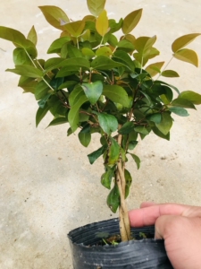 巴西红果树苗 灯笼果树苗一棵19.5元包邮 红果树盆景苗