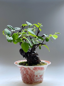 日本花梨木瓜盆景,开花结果