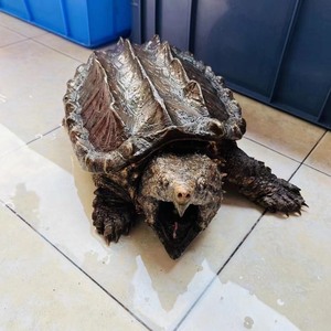 纯种大鳄龟进口原色大鳄淡彩gold大鳄苗现货包风险活体钓鱼龟